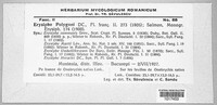 Erysiphe polygoni image